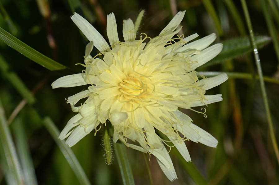 Schlagintweitia intybacea (=Hieracium intybaceum) / Sparviere vischioso